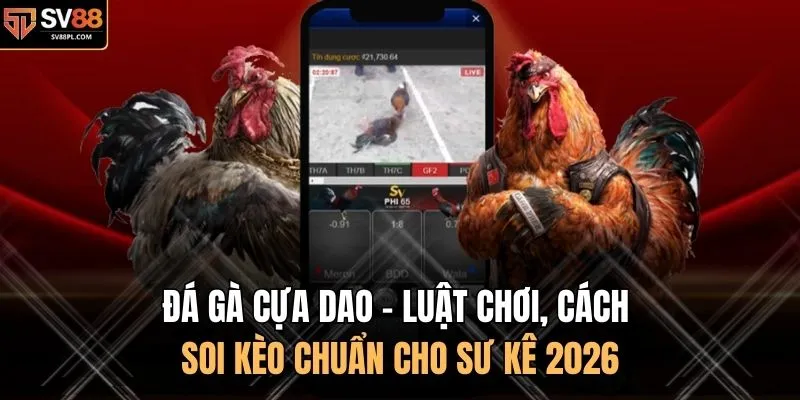 Đá Gà Cựa Dao - Luật Chơi, Cách Soi Kèo Chuẩn Cho Sư Kê 2026